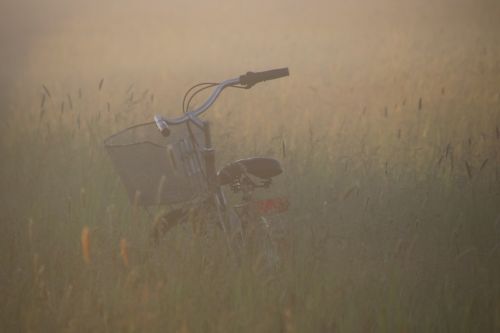 meadow bike fog