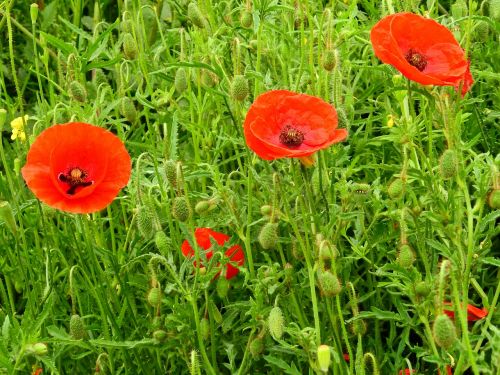 meadow flower meadow nature