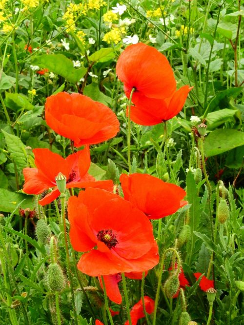 meadow flower meadow nature