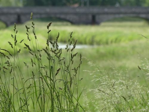 meadow grass bridge