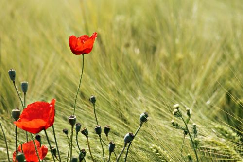 meadow field wheat