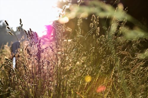 meadow nature field