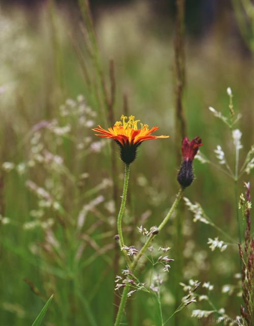 meadow flower orange