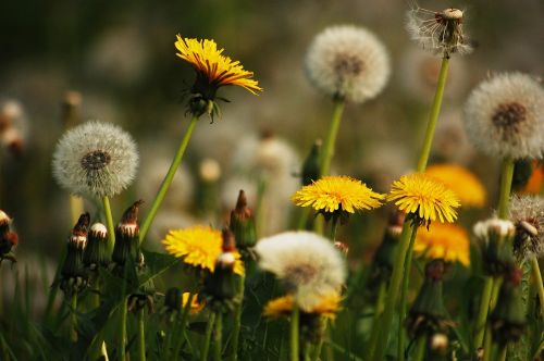 meadow nature dandelions