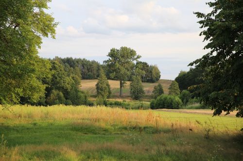 meadow tree nature