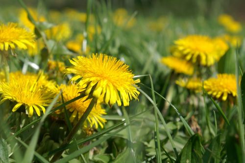 meadow nature flower