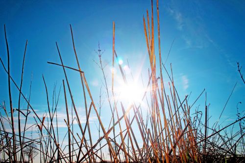 meadow grass sun