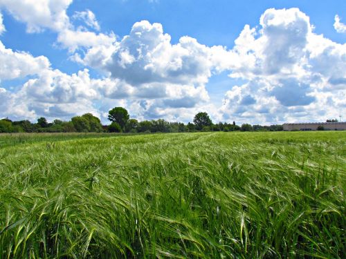 meadow field nature