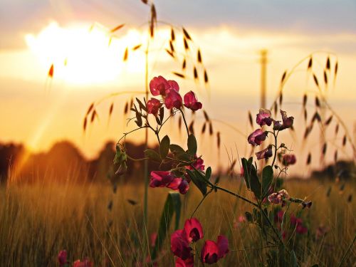 meadow flower the sun