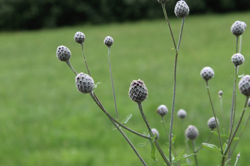 meadow field nature