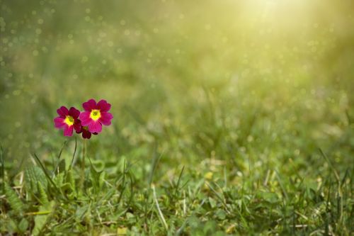 meadow meadow primrose primrose