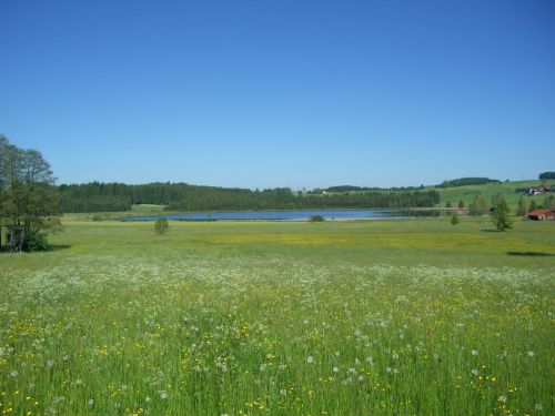 meadow flowers bloom