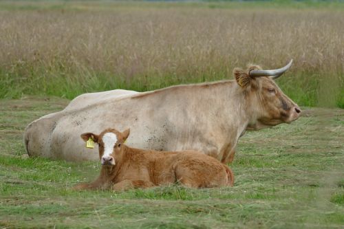 meadow cattle ruminant