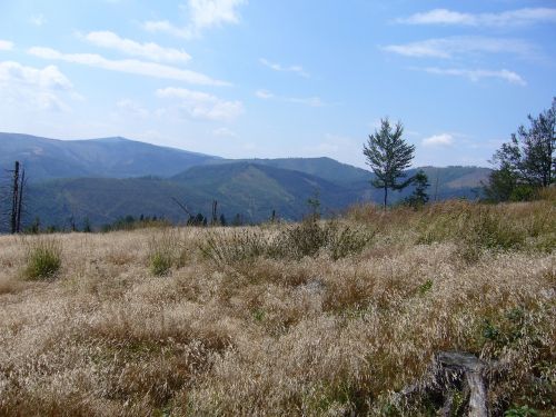 meadow dry grass tree