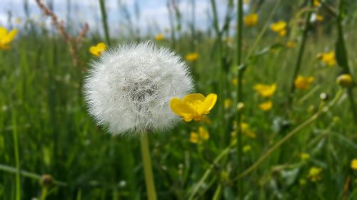 meadow plant plants