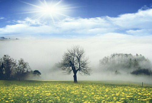 meadow fog trees