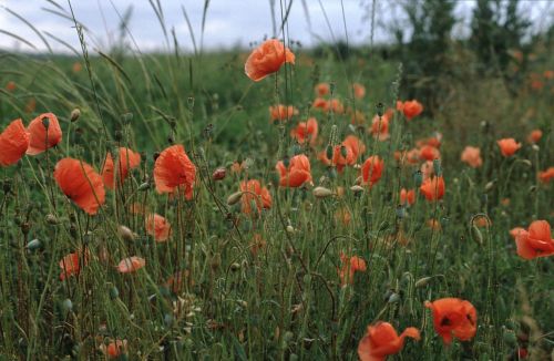 meadow nature poppies