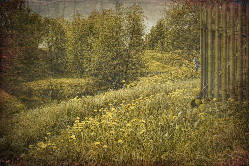 meadow flowers green