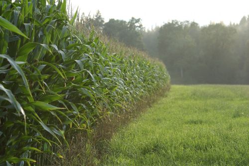 meadow field corn
