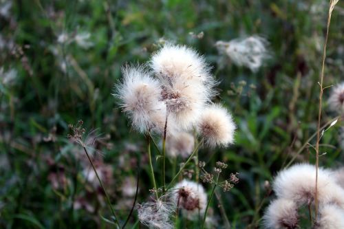 meadow vegetation nature