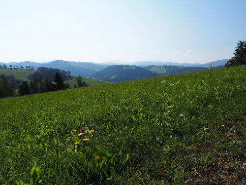 meadow landscape nature