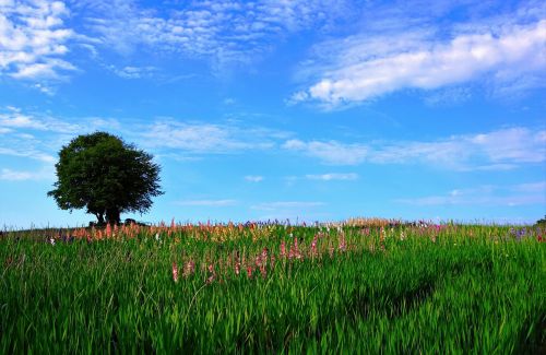 meadow zollikon switzerland