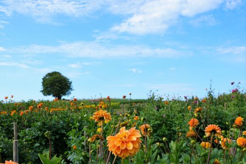 meadow field garden