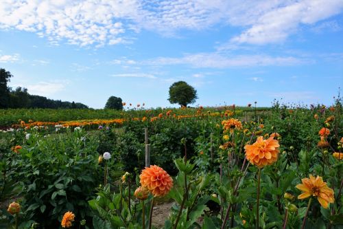 meadow field zollikon