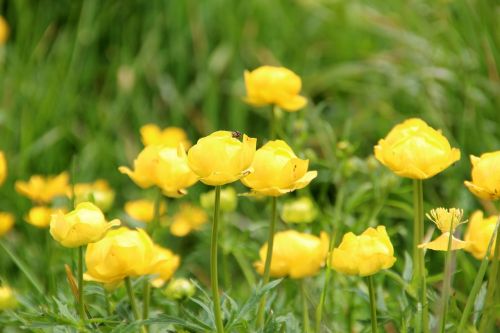 meadow flower yellow
