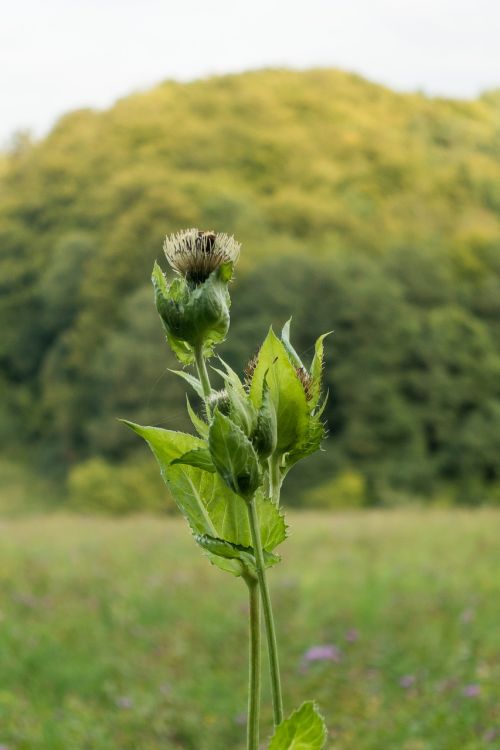 meadow grass flowers