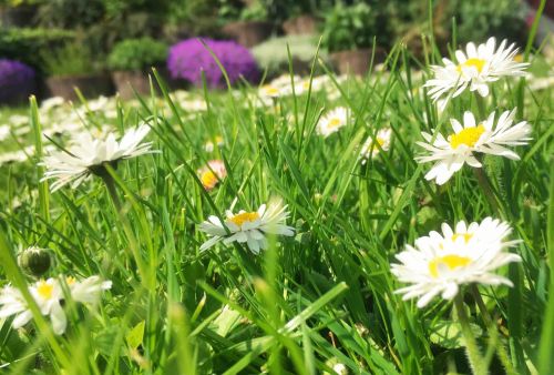 meadow flowers germany