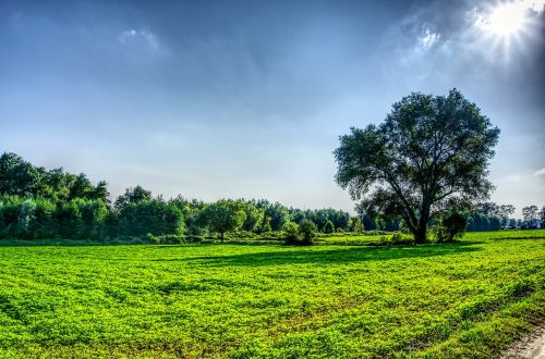 meadow nature landscape