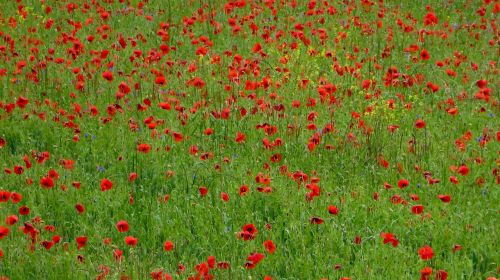 meadow poppy flower