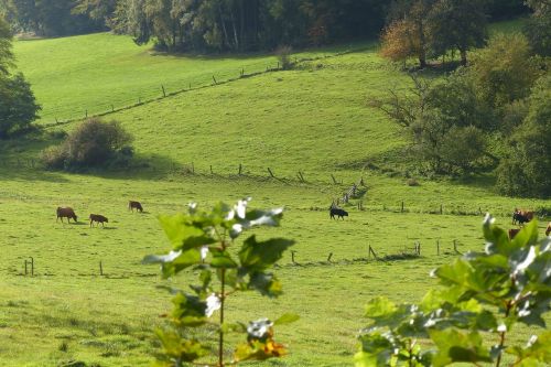 meadow cows pasture