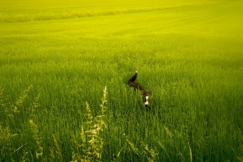 meadow green dog
