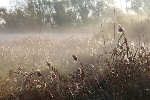 meadow plant haze