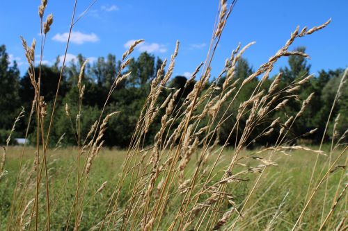 meadow grass summer