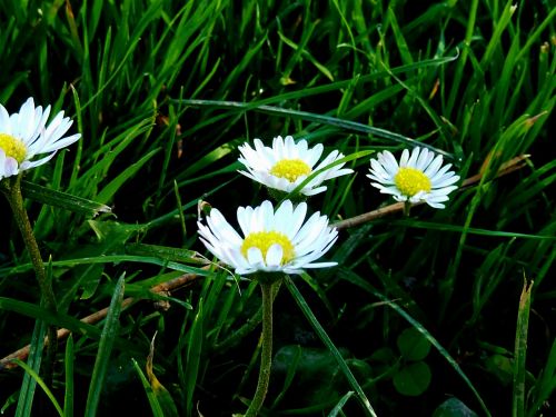 meadow daisy flowers