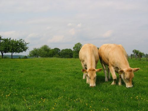 meadow whey cows