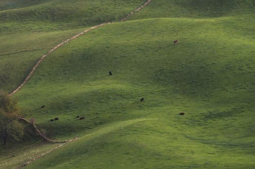meadow cows pasture