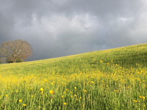 meadow green grass