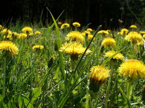 meadow flower nature