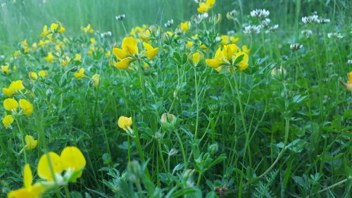 meadow summer flowers