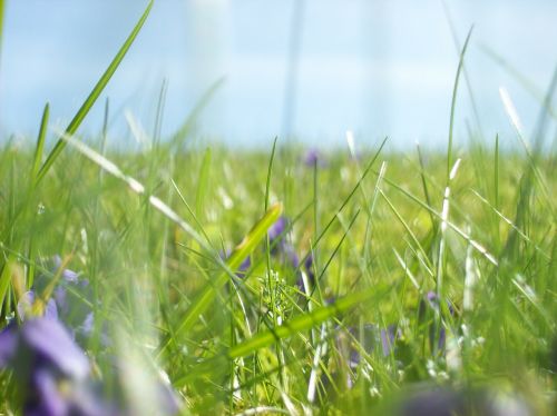 meadow grass green