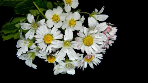 meadow flowers bouquet