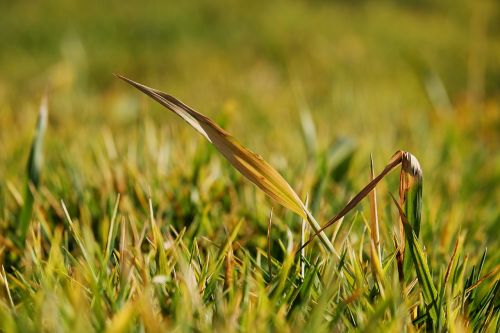 meadow grass blade of grass