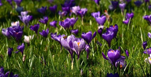 meadow flower meadow crocus