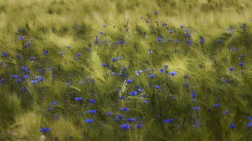 meadow flower field