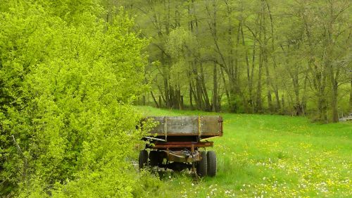 meadow grass meadow grass