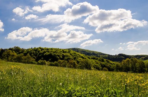 meadow flowers summer